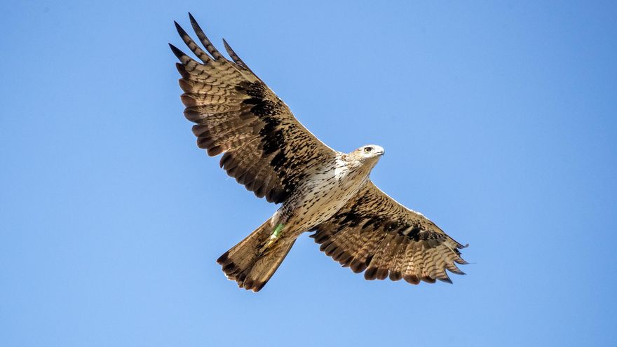 Buera, una de las águilas de Bonelli liberadas en Aragón, cría por primera vez en el Parque Natural de Guara, en Huesca
