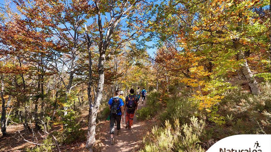 Hayedo en el Parque de la Sierra Norte de Guadalajara