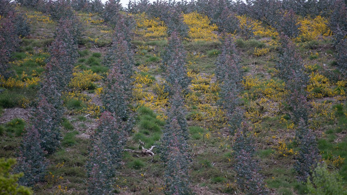 Repoblación de eucaliptos en O Cádavo, A Fonsagrada (Lugo), en abril de 2021.