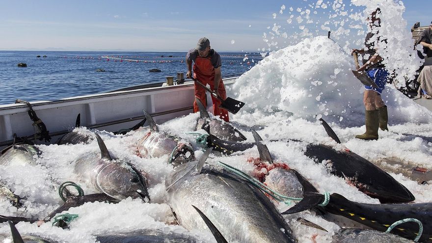 Una 'levantá' de atún rojo en Barbate en 2017