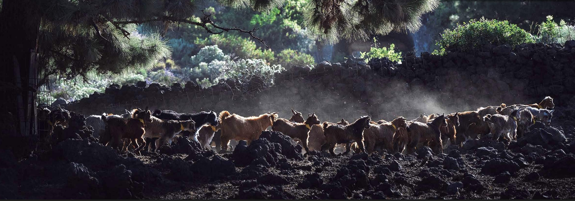 Rebaño de cabras de raza palmera.