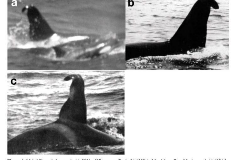 Orca macho del ecotipo POT registrada en distintas localidades y décadas: (a) en 2001 frente a Pucusana, Perú; (b) en 1988 en Bahía Magdalena, México; y (c) en 1994 en Bahía de La Paz, México. Foto: cortesía Photographic Match of a Killer Whale (Orcinus orca) Between Peruvian and Mexican Waters