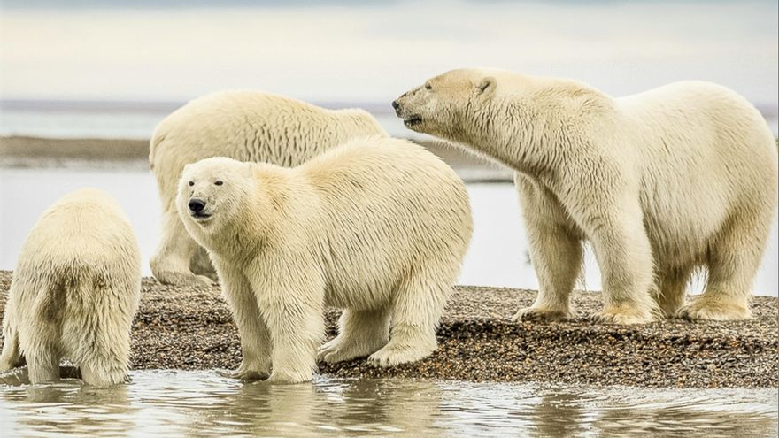 Graban el momento en el que cachorros de oso polar salen por primera vez de sus madrigueras