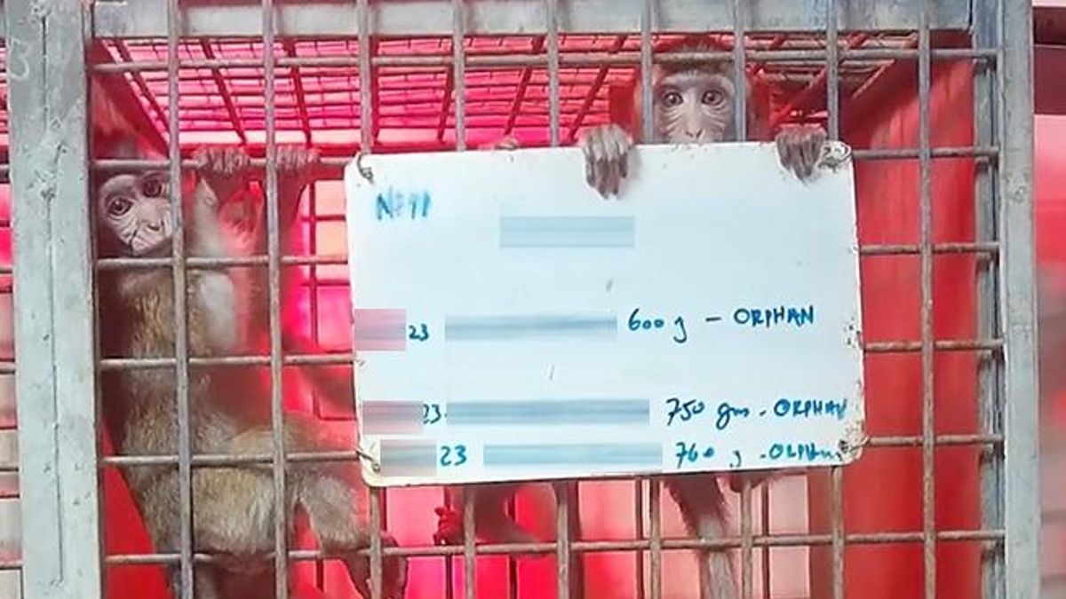 Pequeños macacos de cola larga en una de las granjas de República de Mauricio.