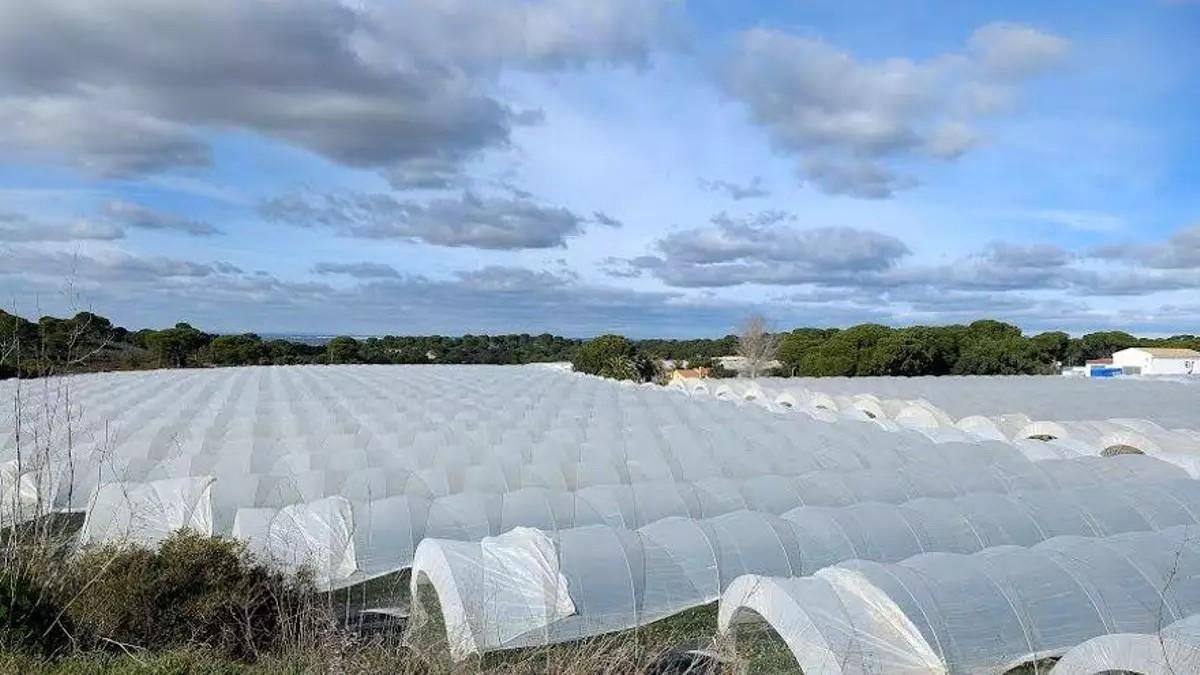 El objetivo de las ayudas es reducir al mínimo los invernaderos en el entorno de Doñana.