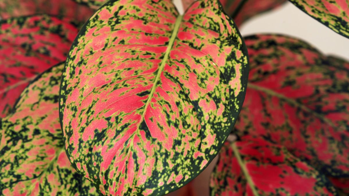 Aglaonema