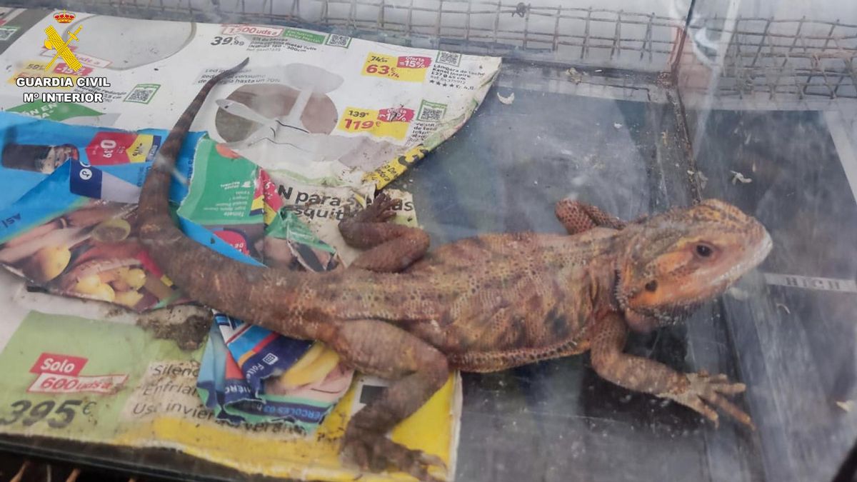 Lagarto incautado en Gran Canaria.