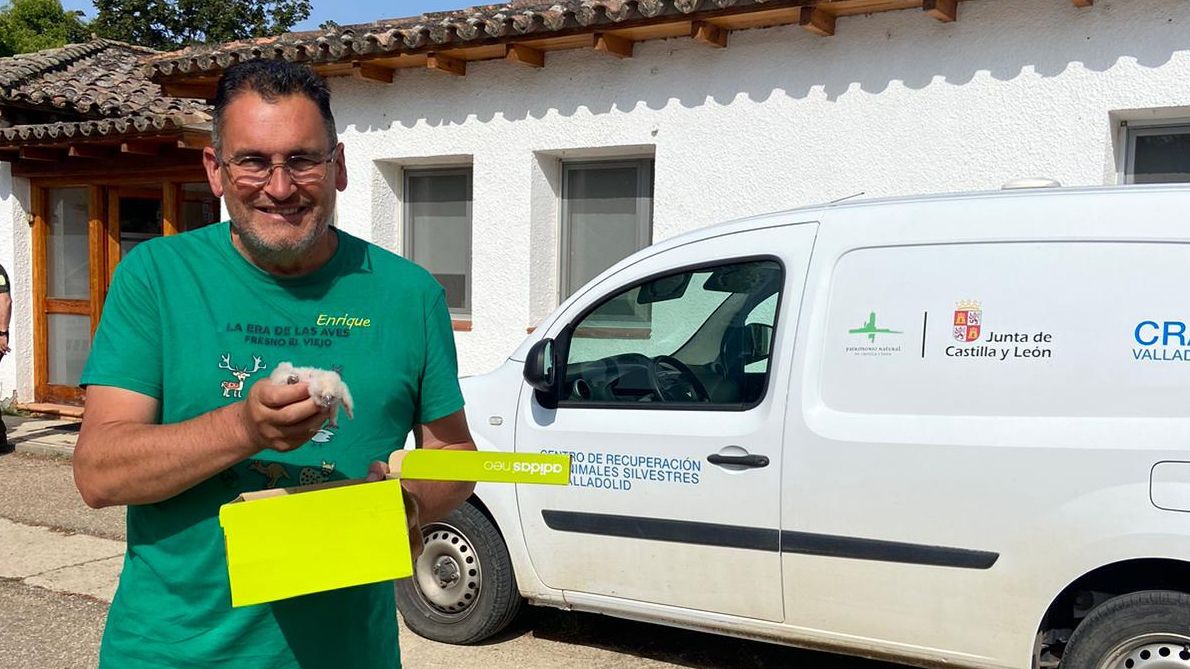 Uno de los polluelos de búho real