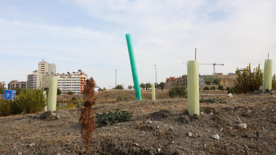 La “mayor campaña de plantación de la historia” de Madrid acaba con miles de árboles muertos