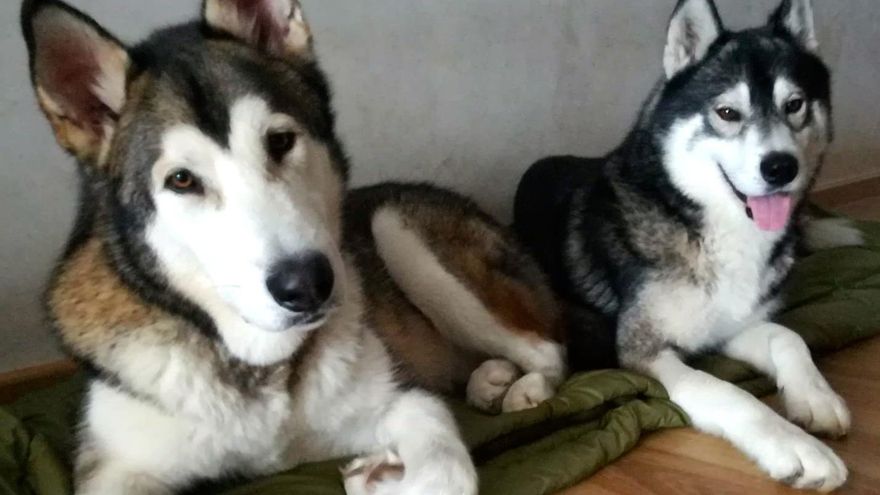 Somo y Colmillo eran inseparables