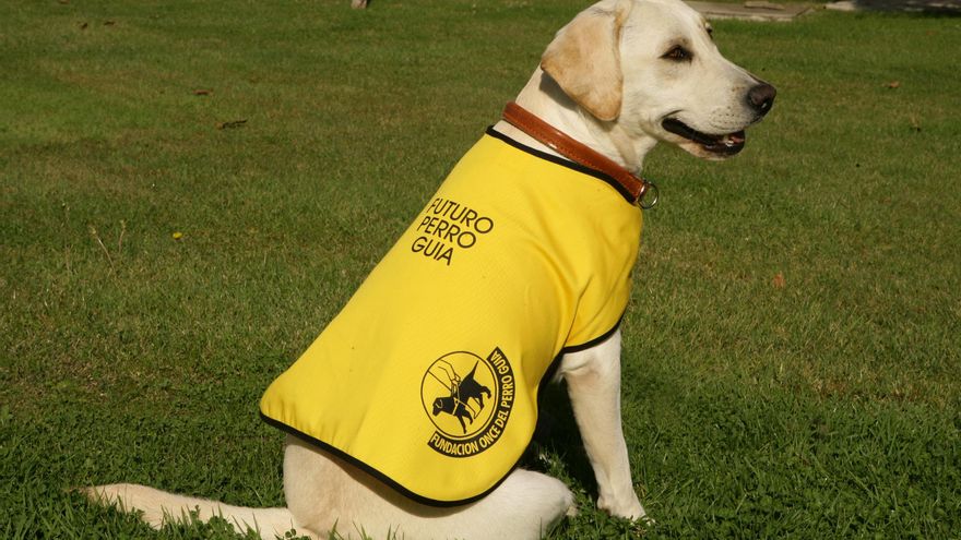 Cachorro futuro perro guía de la ONCE