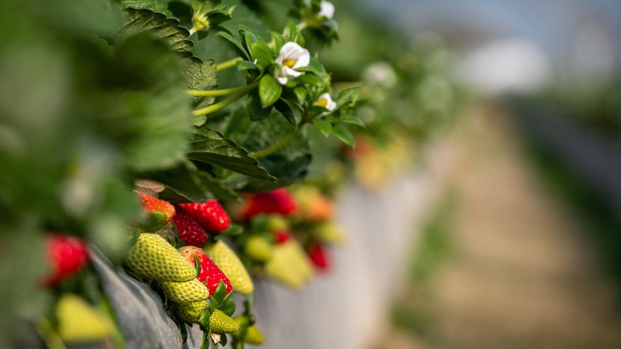 Los diputados alemanes cancelan "por respeto" su viaje a Andalucía para conocer la situación en Doñana