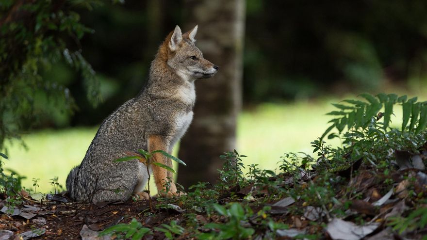 Zorro en el Parque Nacional Alerce Andino.