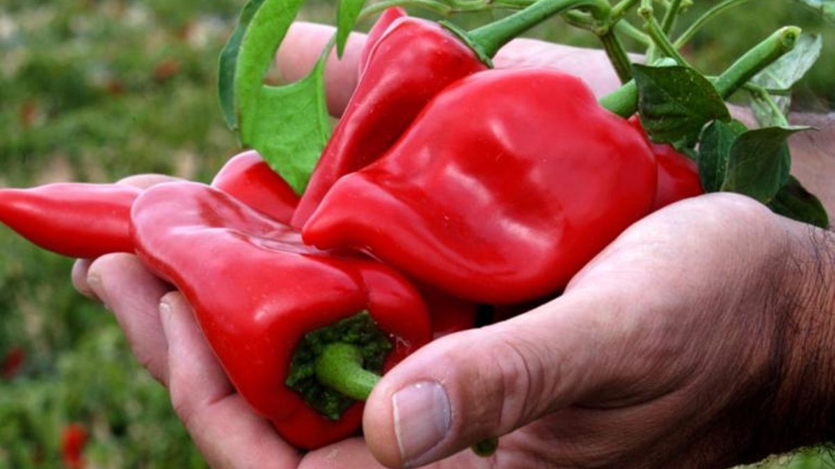 Pimiento del piquillo en Navarra.