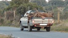 Resultado de la montería de 2013 en Las Cansinas (Monfragüe) / ECOLOGISTAS EXTREMADURA