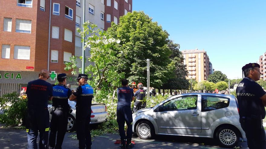 León no detecta ningún árbol que sea un peligro extremo y cuenta unos 2.000 con algún tipo de riesgo en la ciudad