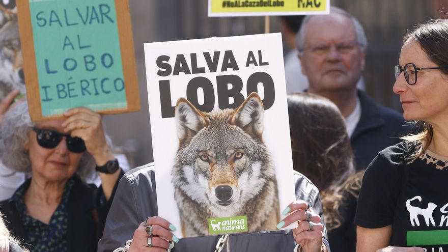 Protestas en varias ciudades españolas piden revocar la caza del lobo al  norte del Duero