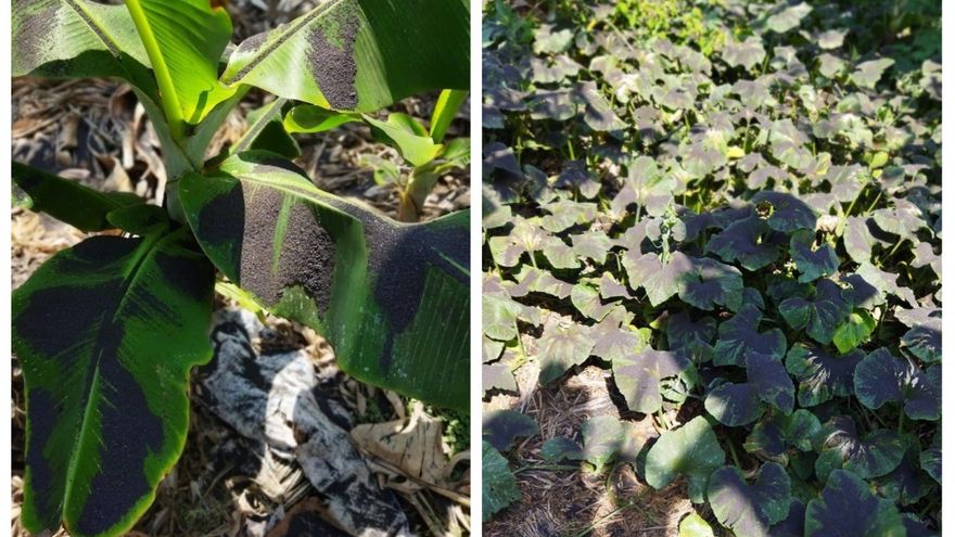 Cultivos cubiertos de ceniza en El Remo, zona restringida abierta para riego a ls agricultores este jueves 30 de septiembre.