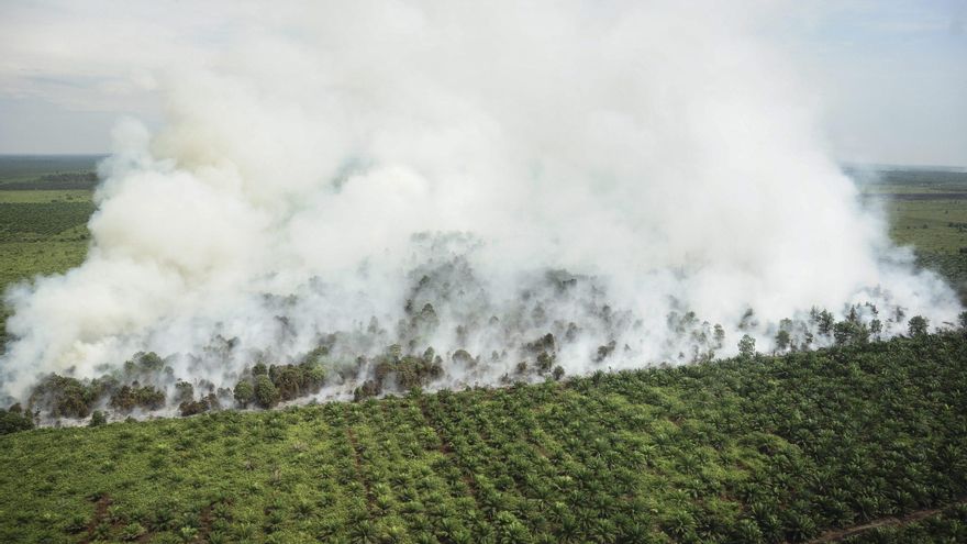 Papelera APP niega acusaciones de estar destruyendo turberas en Indonesia