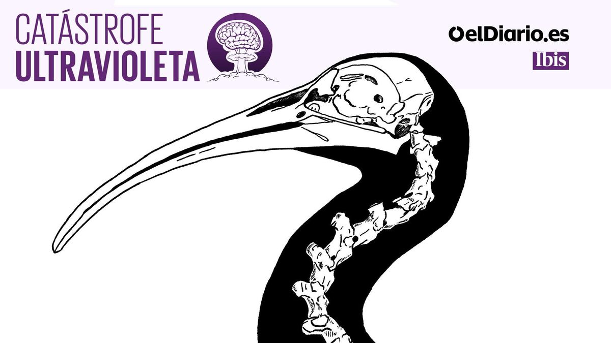 Asesinato de un ibis eremita: tras el cazador que acabó con el fabuloso viaje del ave 'Hel'  | 🎙 PODCAST
