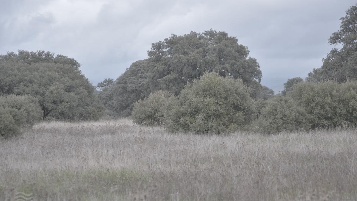 Alianza Verde y Podemos preguntarán en el Congreso por las medidas para "salvar" las Tablas de Daimiel