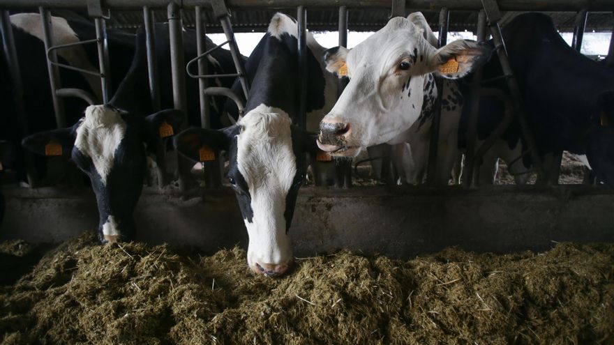 Un investigador de Castilla-La Mancha dice que el virus Shamonda no tiene "ningún riesgo para la población general"