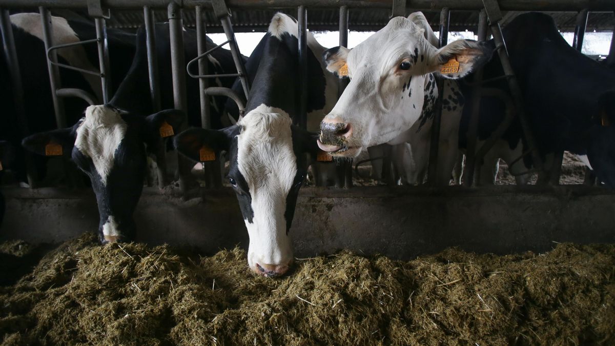 Varias vacas en una ganadería de lácteo