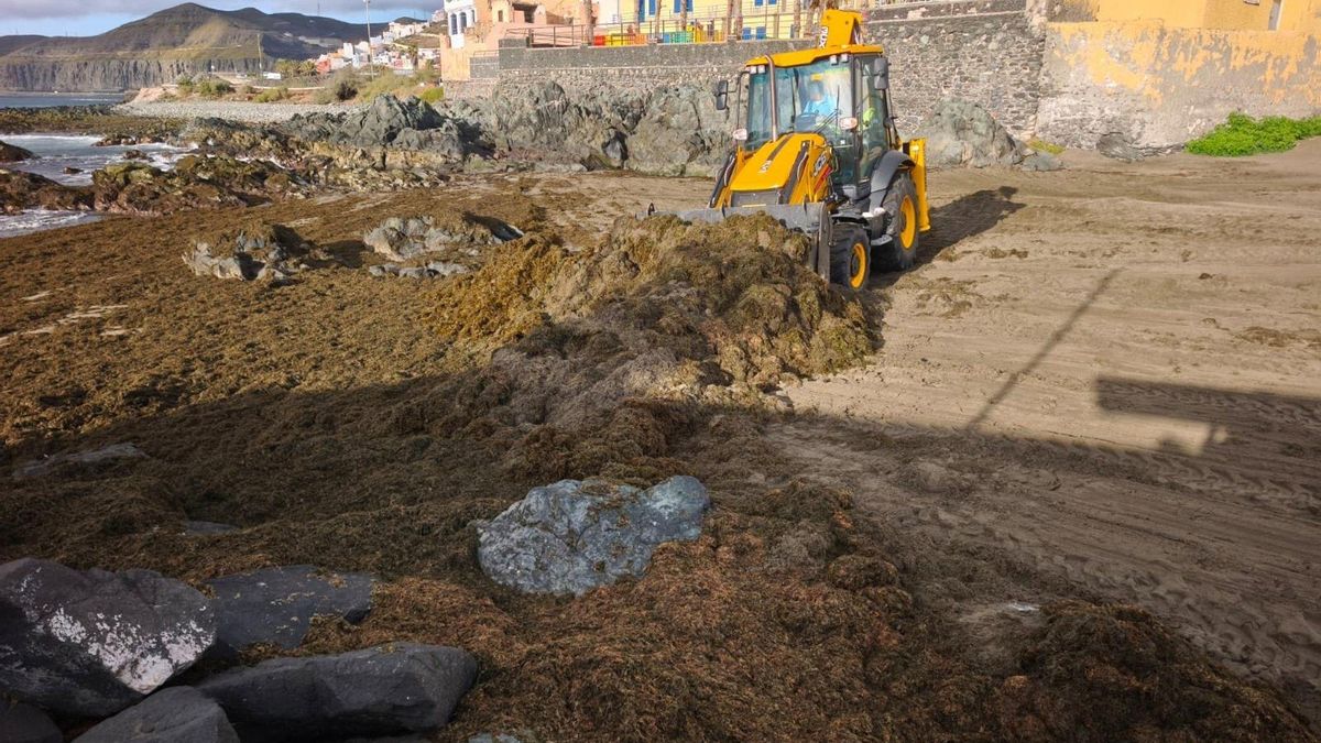 Retiradas cinco toneladas de algas en tres días en el barrio de San Cristóbal de Gran Canaria