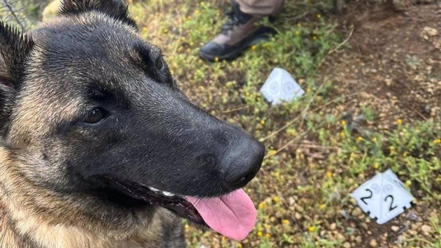 El Cabildo de Tenerife arrincona a los perros pastores belgas adquiridos en 2022 para detectar venenos y animales muertos por tóxicos