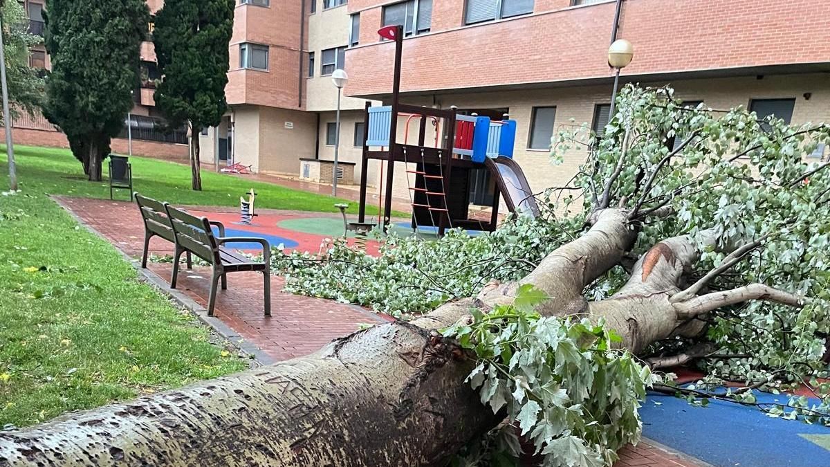 Árbol caído en la calle Padre Claret de Logroño