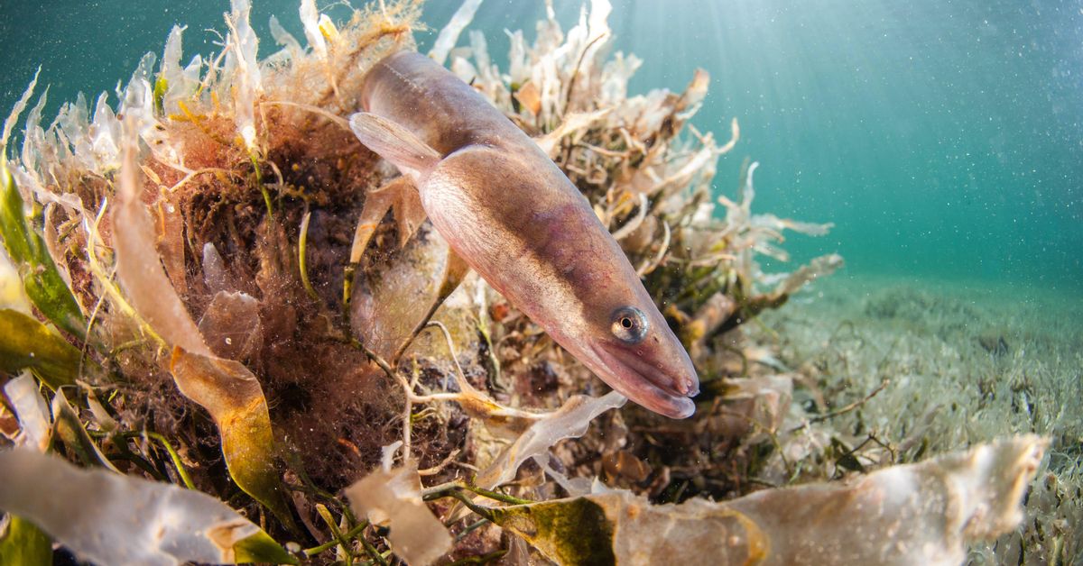 Un Asunto Escurridizo