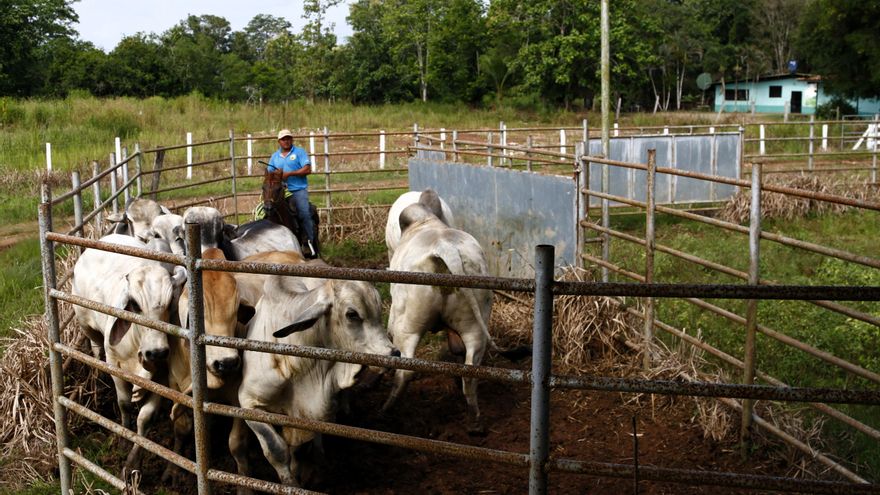 El gusano barrenador rompió la barrera que lo frenaba en Panamá, toca recuperar el control