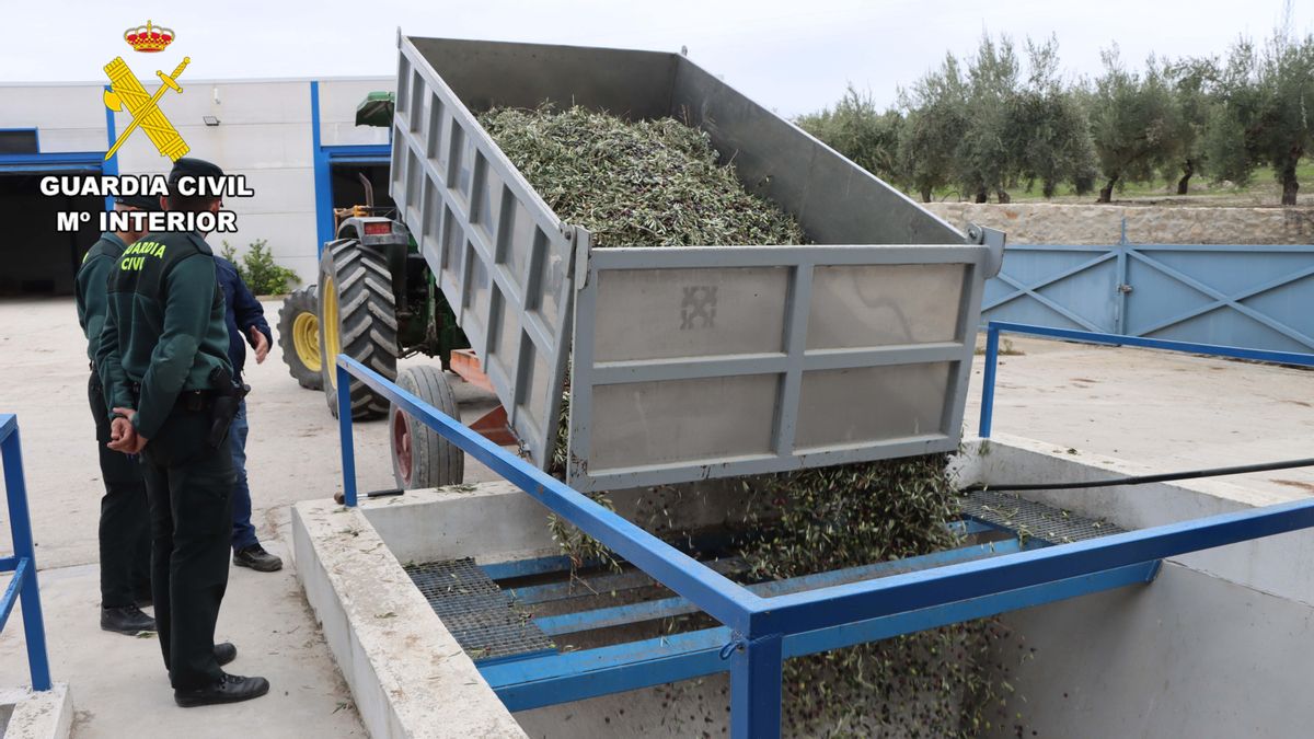 Un miembro de una cuadrilla, implicado en el hurto de 9.000 kilos de aceituna en Baena