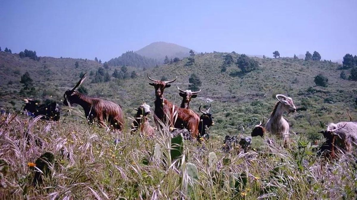 El PSOE “advierte” de que el Cabildo “deja en la estacada al sector ganadero de La Palma”