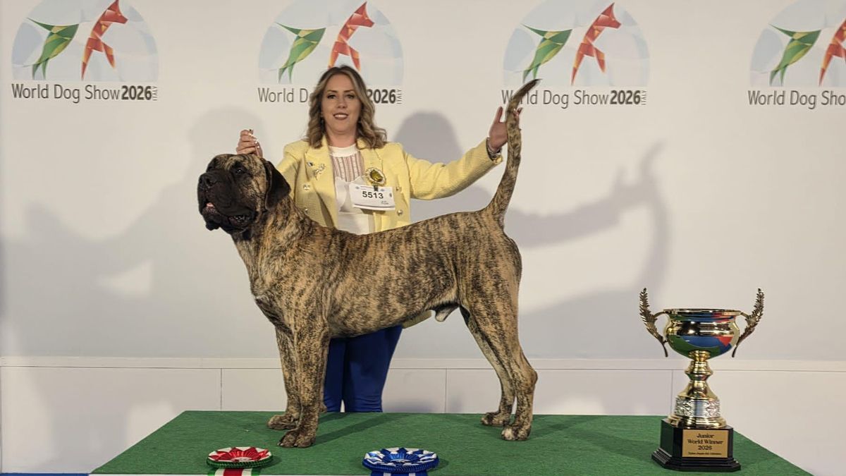 Un presa canario, Campeón Mundial Junior 2026