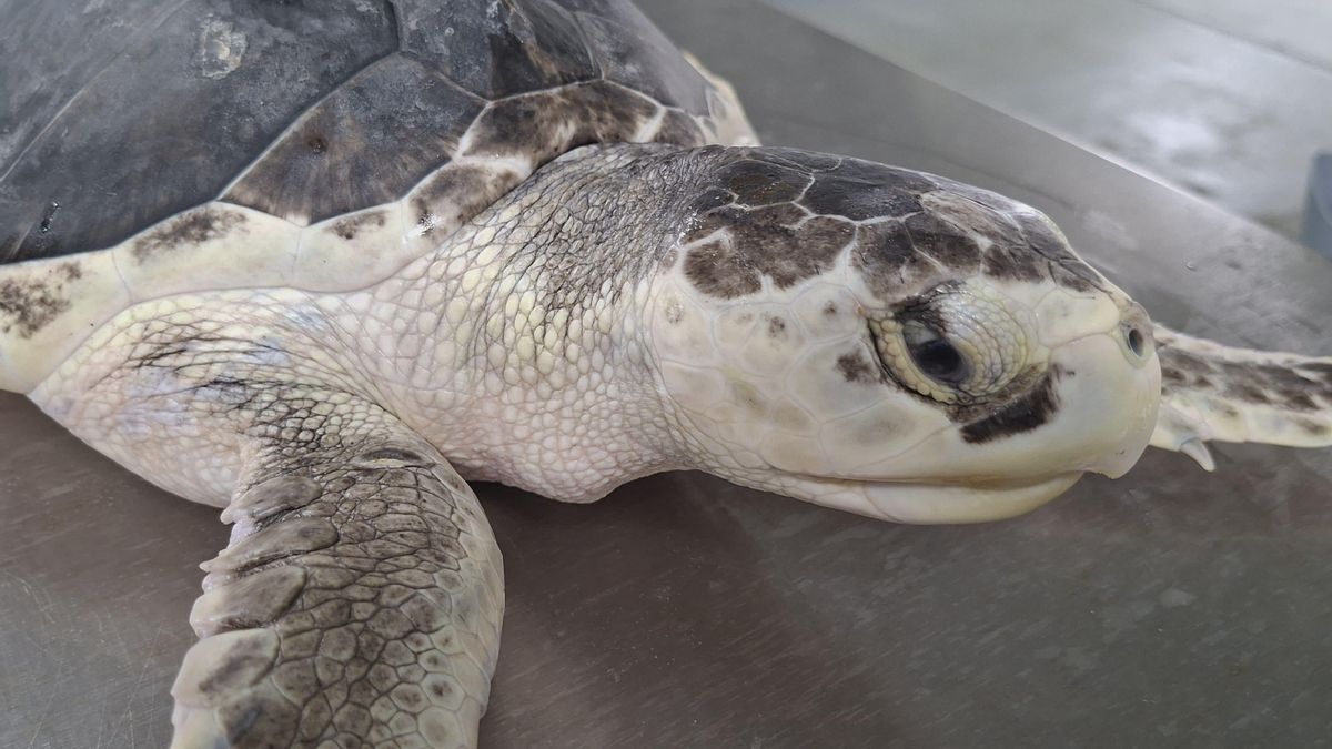 La tortuga lora fue rescatada en estado crítico y se ha recuperado satisfactoriamente en el Acuario de Gijón/Xixón.