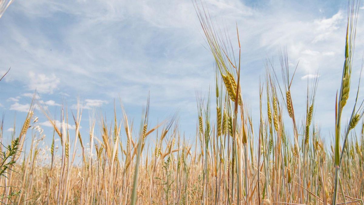 Asaja Córdoba exige al Ministerio de Agricultura claridad sobre la entrada en vigor del Plan de Abonado en el cuaderno de explotación