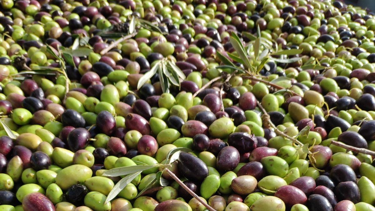Aceitunas en una imagen de archivo.