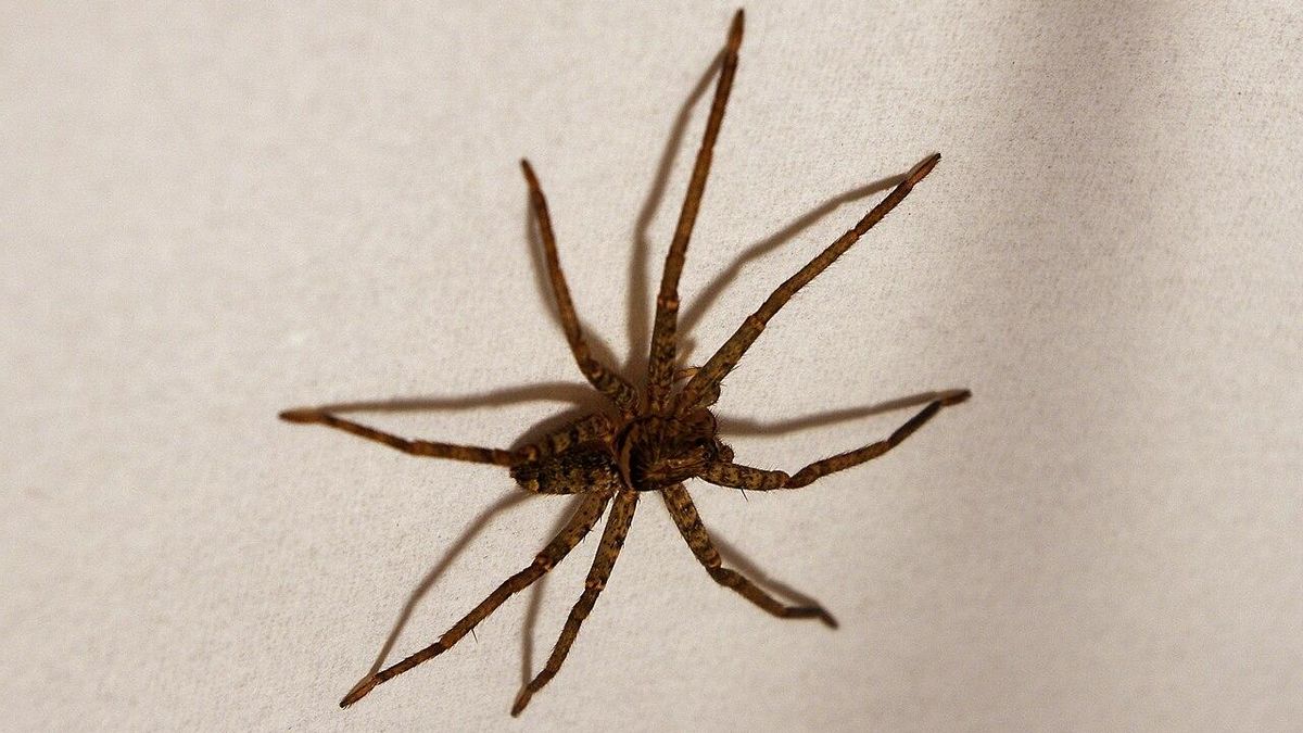 Esta enorme araña de patas peludas acaba de batir el récord y ya es la más rápida del mundo