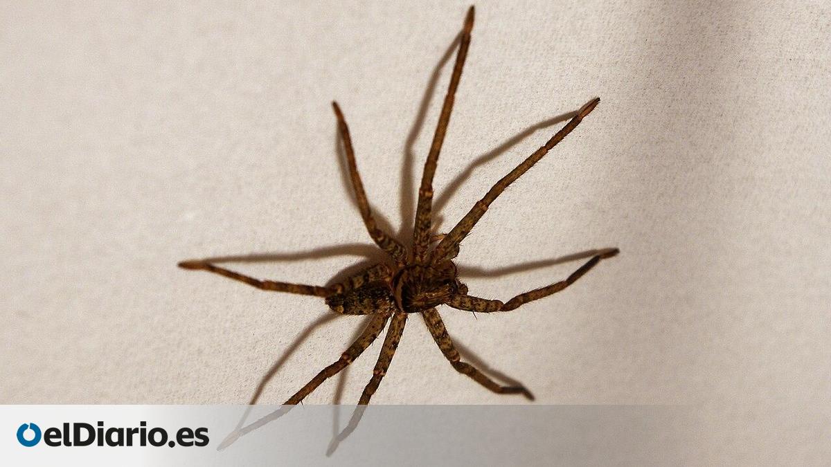 Brown Huntsman Spider Confirmed World's Fastest