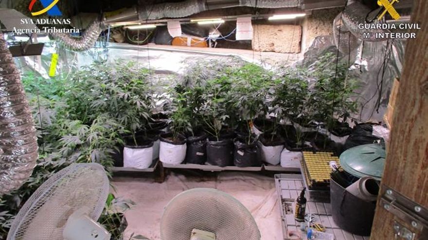 Cultivo 'indoor' de marihuana desmantelado en el sur de Tenerife
