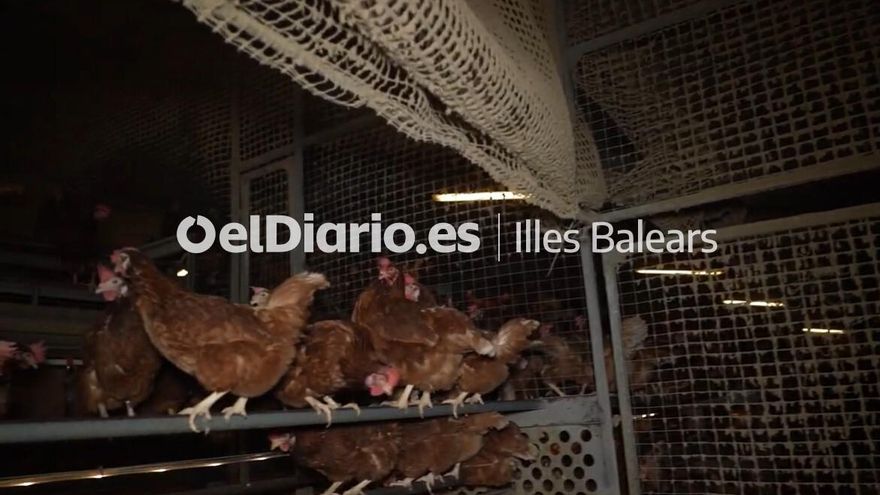 Greenpeace, ARDE, Satya Animal y Progreso en Verde exigen el cierre inmediato de la 'granja de los horrores' de Mallorca