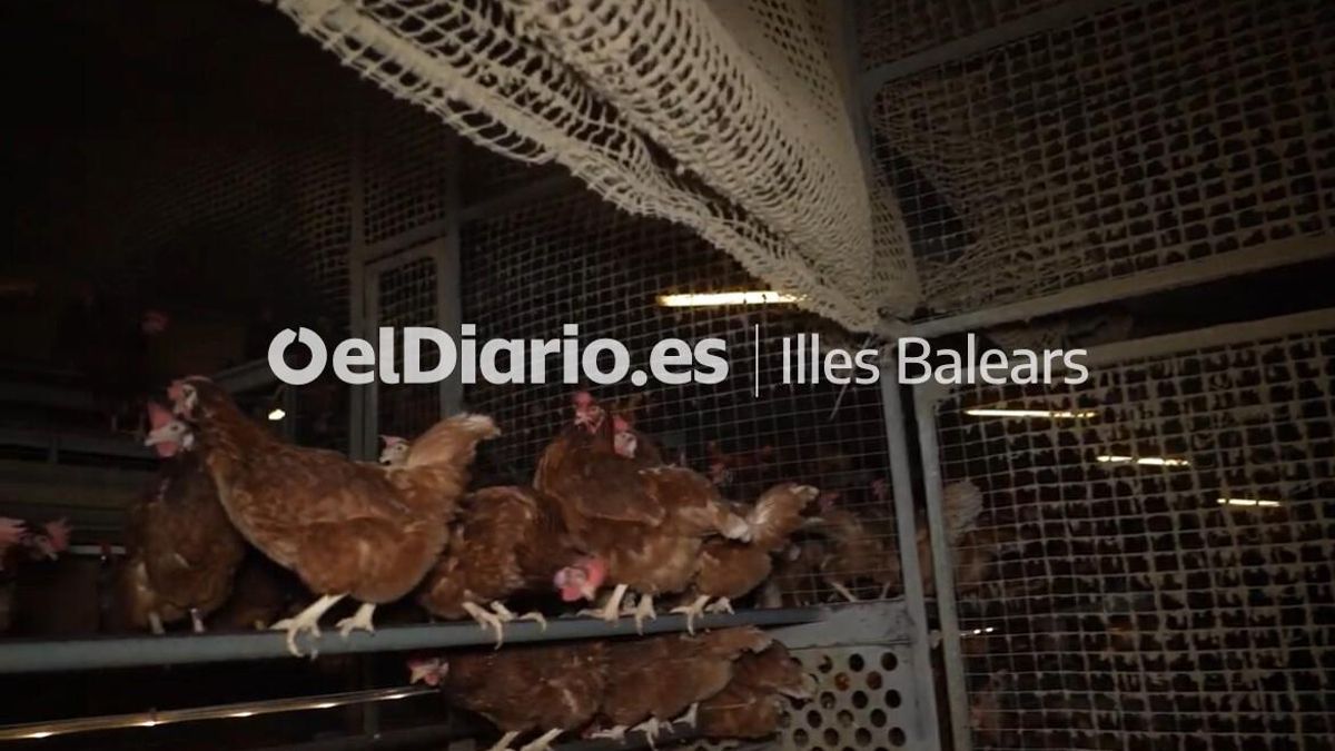 La brutícia s'acumula a la macrogranja de Mallorca.