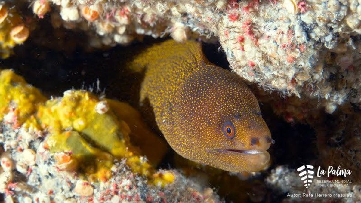 Fondos marinos tras el volcán Tajogaite. RESERVA MUNDIAL DE LA BIOSFERA LA PALMA