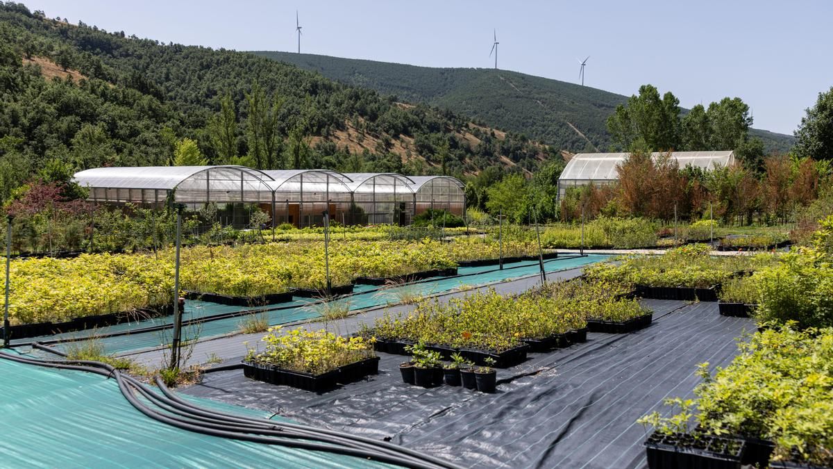El Ciuden Vivero de Pobladura de las Regueras se incorpora al catálogo de la Red Estatal de Montes Públicos