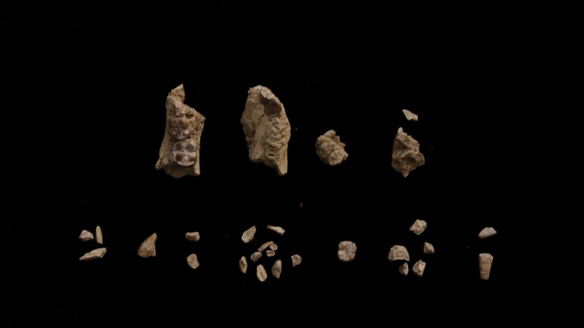 Las nuevas piezas fósiles encontradas mediante el tamizado y la recolección de la tierra tamizada.