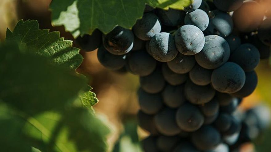 La DO Manchuela critica que se aumenten las variedades subvencionables en las ayudas a reestructuración del viñedo