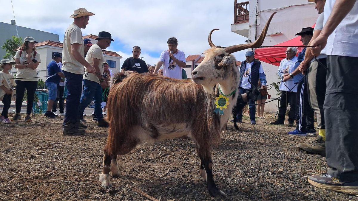 Cabra de raza palmera en el XVIII Feria de Ganado San Juan de Puntallana.