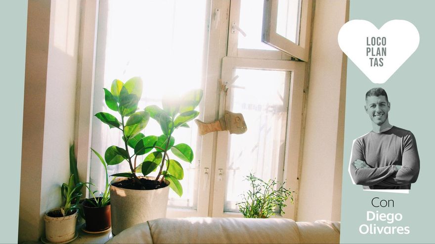 Cómo hacer que tus plantas sobrevivan a los meses de mucho calor