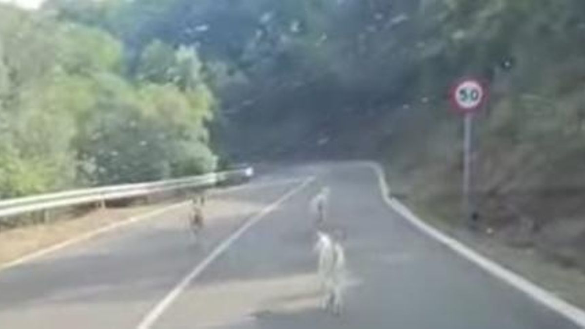 Pacma denuncia que cuatro perros de una rehala escapados de una cacería pudieron provocar un accidente